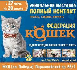 Иваново выставка кошек