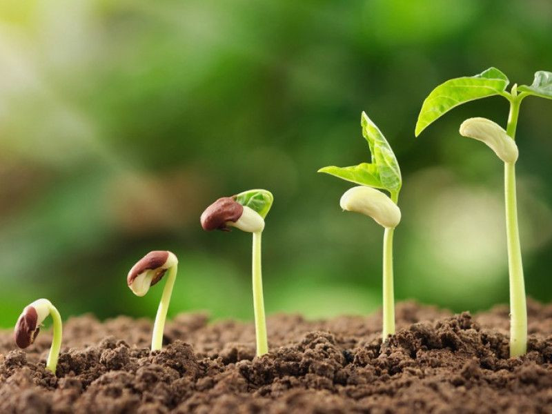 Ярмарка из дома: маркетплейс «Свое Родное»