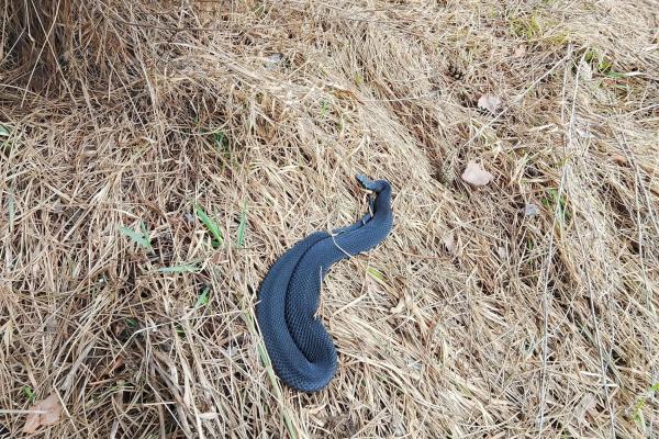 В лесах под Рязанью нашли гадюку