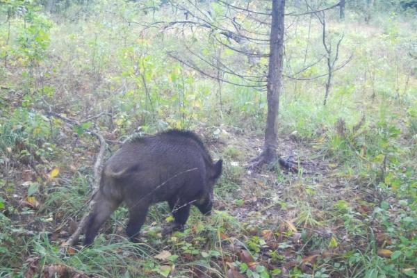 Стая кабанов попала в объектив фотоловушки Окского заповедника