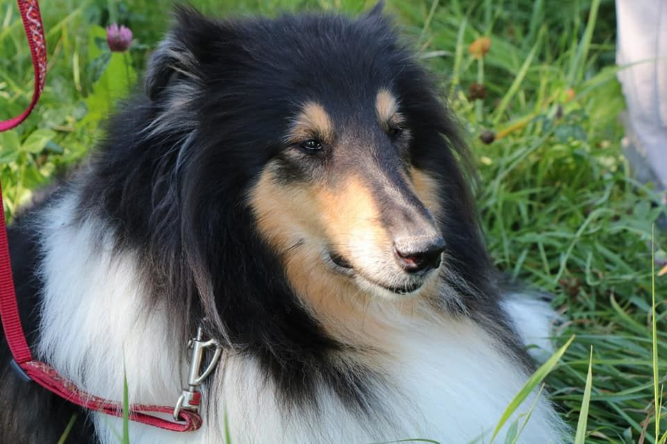 Купить Собаку В Рязани И Рязанской Области