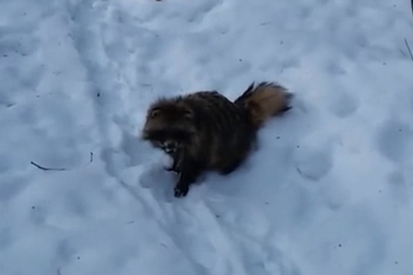 Енот чуть не отобрал у рязанца лыжи. Видео