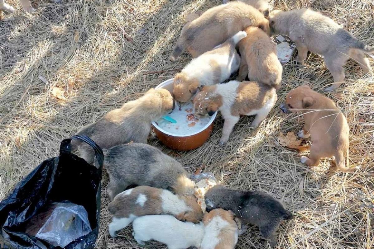 Купить Собаку В Рязани И Рязанской Области