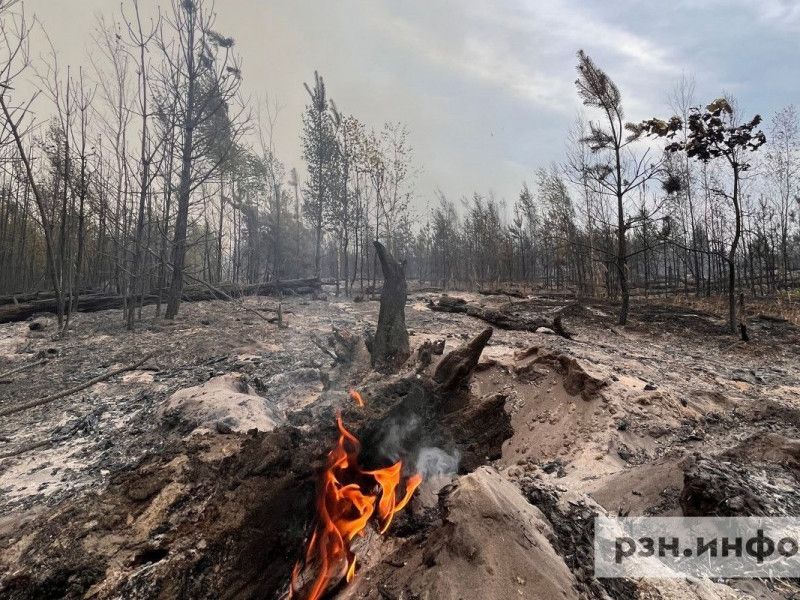 Генпрокуратура завела дело о халатности после летних пожаров в Рязанской области