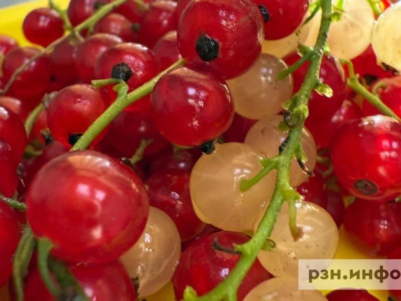 В выращенной в Рязанской области смородине нашли превышение пестицидов