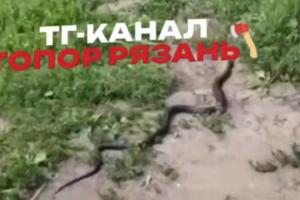 Рязанцев напугала змея в Лесопарке