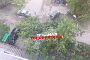 В Рязани дерево рухнуло на припаркованные машины