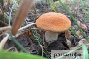 В рязанском лесу нашли заблудившихся грибников