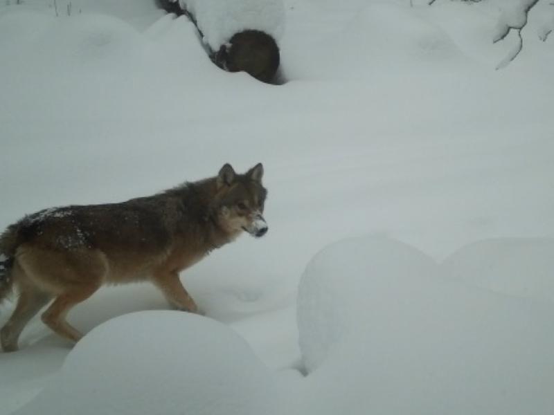 В Окском заповеднике засняли двух лис и волка