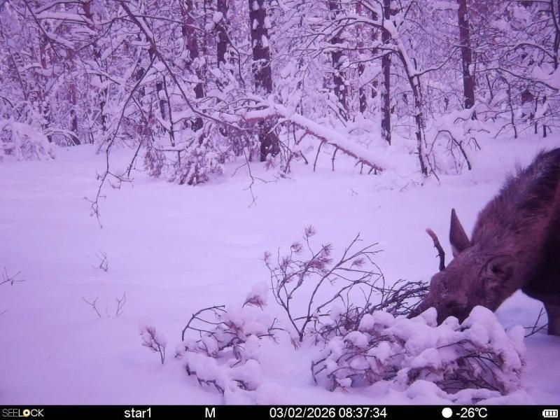 Лоси в Окском заповеднике стали чаще объедать деревья из-за снежной зимы