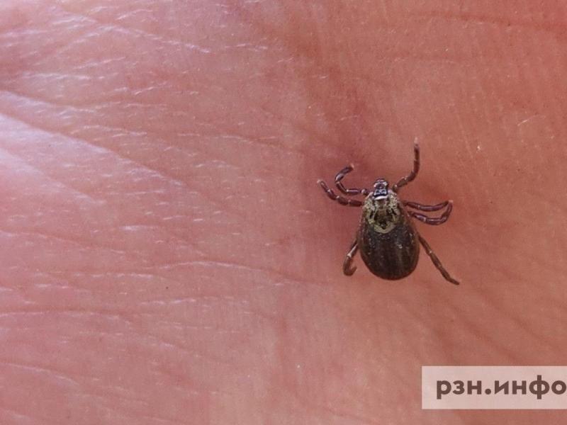 В Рязанской области начали фиксировать первые случаи укусов клещей