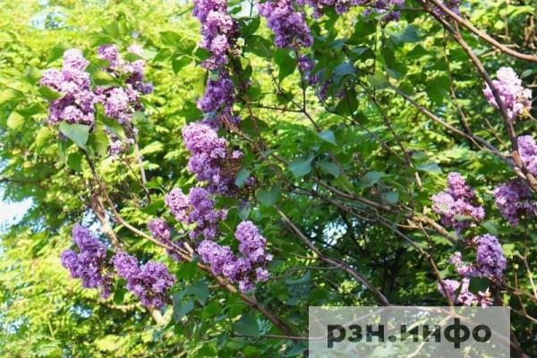 Рязанцам рассказали о погоде 8 июня