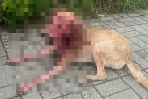 Рязанку, выколовшую собаке глаза, забрали в психбольницу