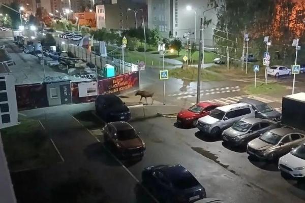 Лось вышел во двор рязанской многоэтажки
