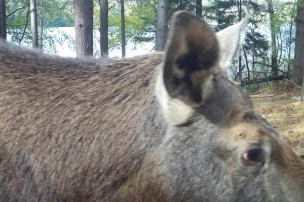 В фотоловушку Окского заповедника попали енотовидные собаки и косули