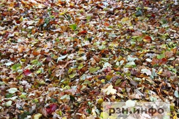 Рязанцам рассказали о погоде 25 октября