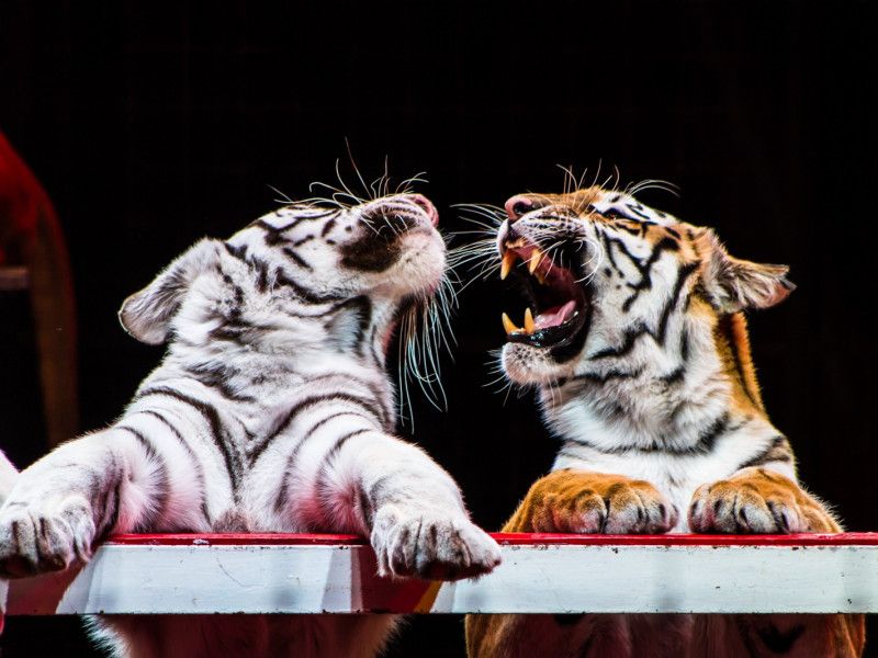 Бенгальские тигры и «колесо смелости». В Рязани начались гастроли казанского цирка