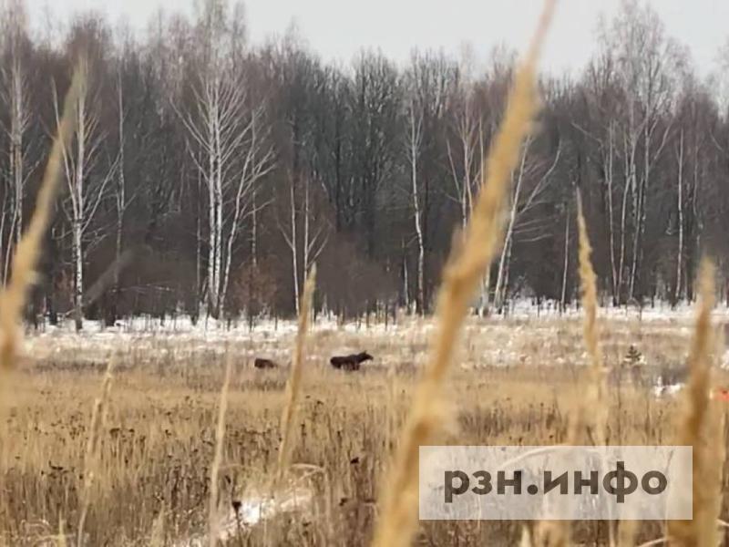 Рязанские охотники опасаются, что у них отберут земли и введут повышенный ценник за добычу